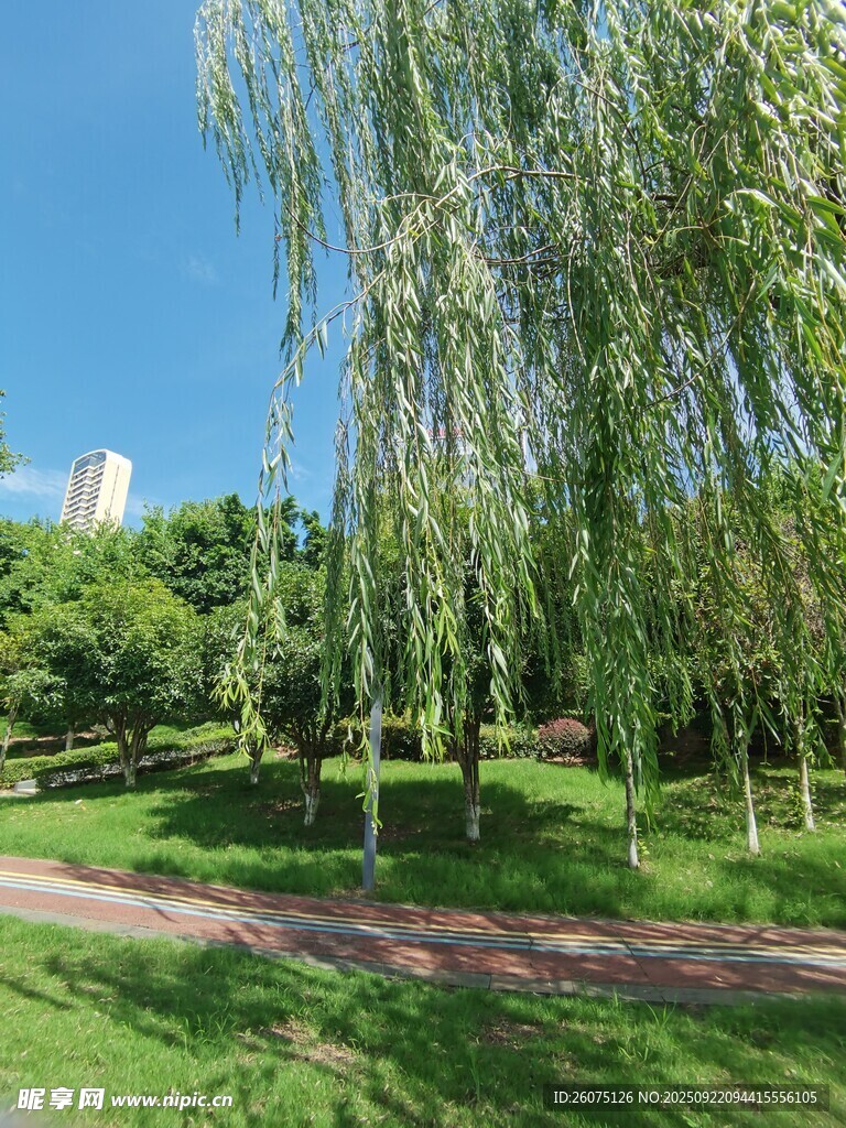 公园垂柳美景