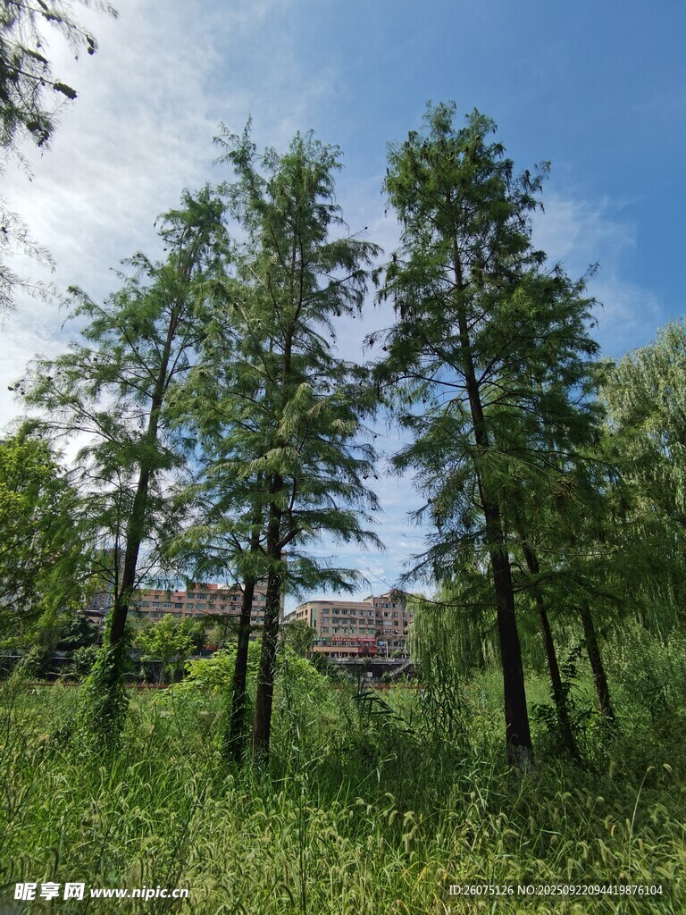 蓝天绿树间的清新自然景