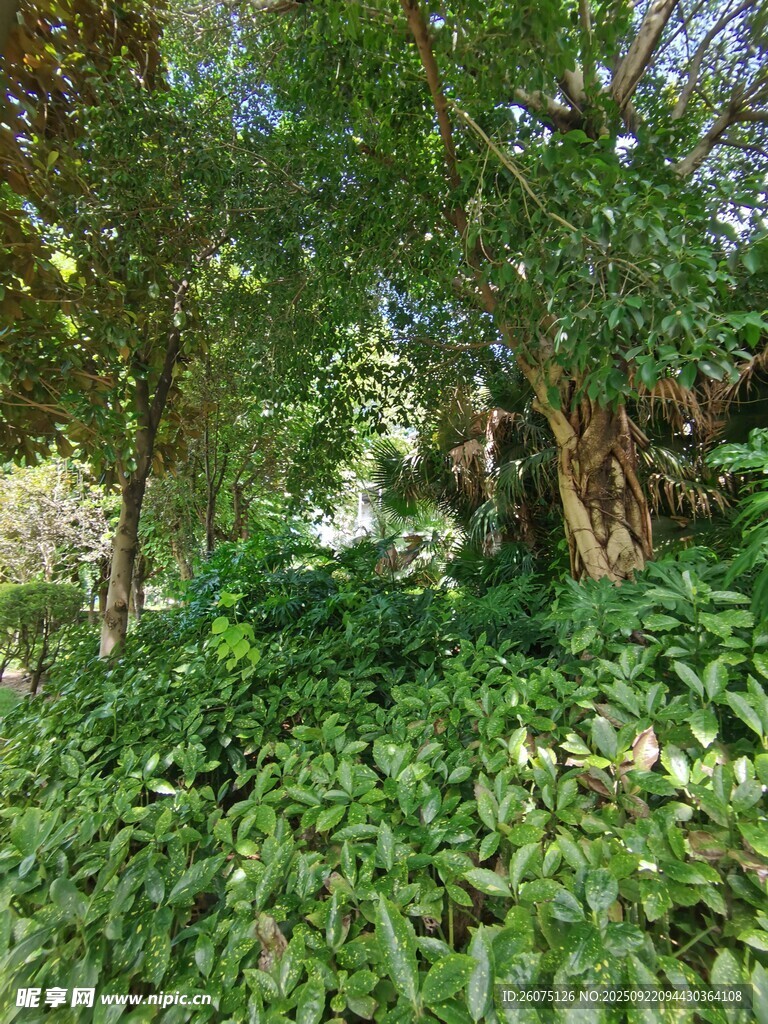 繁茂绿植中的自然景致