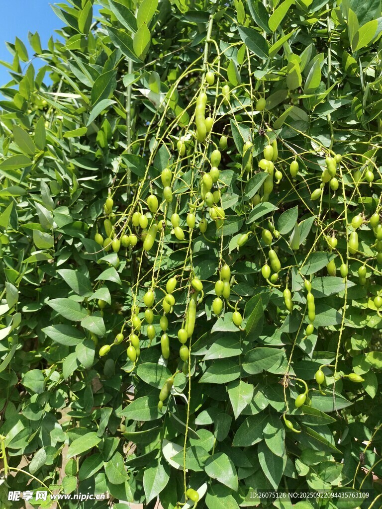 挂满青果的繁茂植物