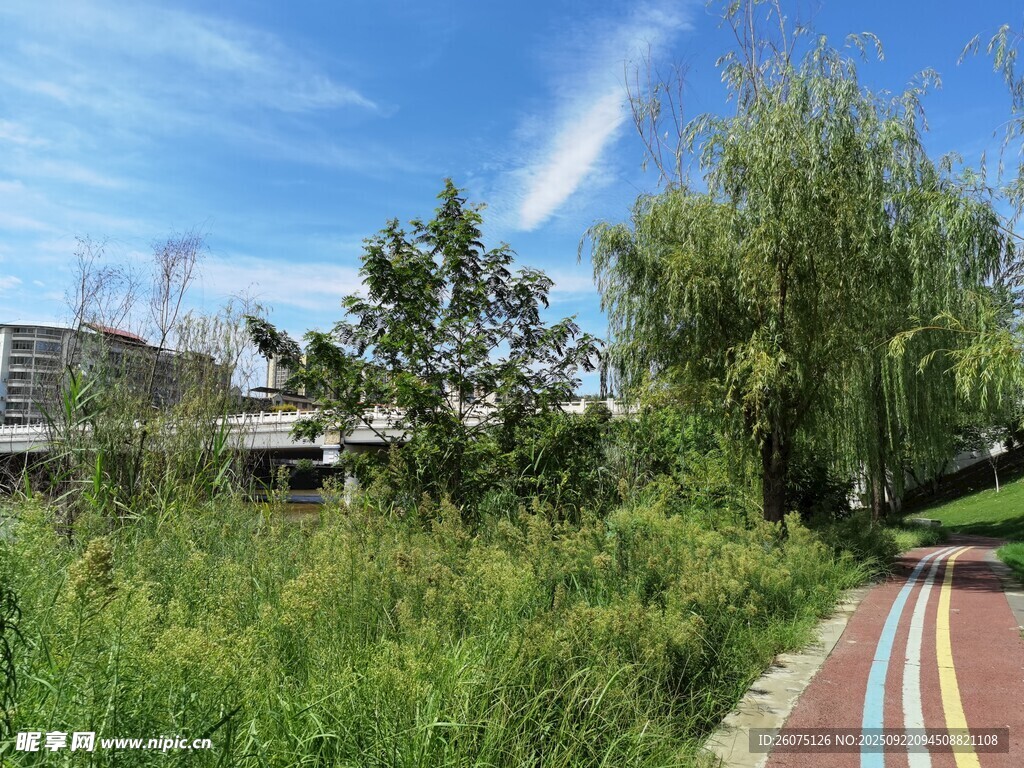 多彩步道旁的绿植景观