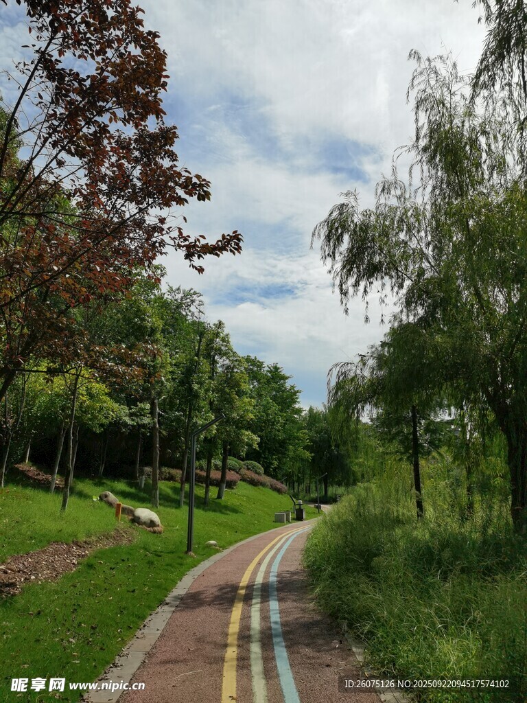 林间彩色步道自然美景