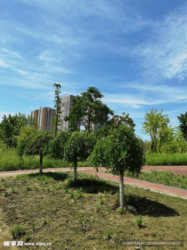 城市绿地中的树木景观