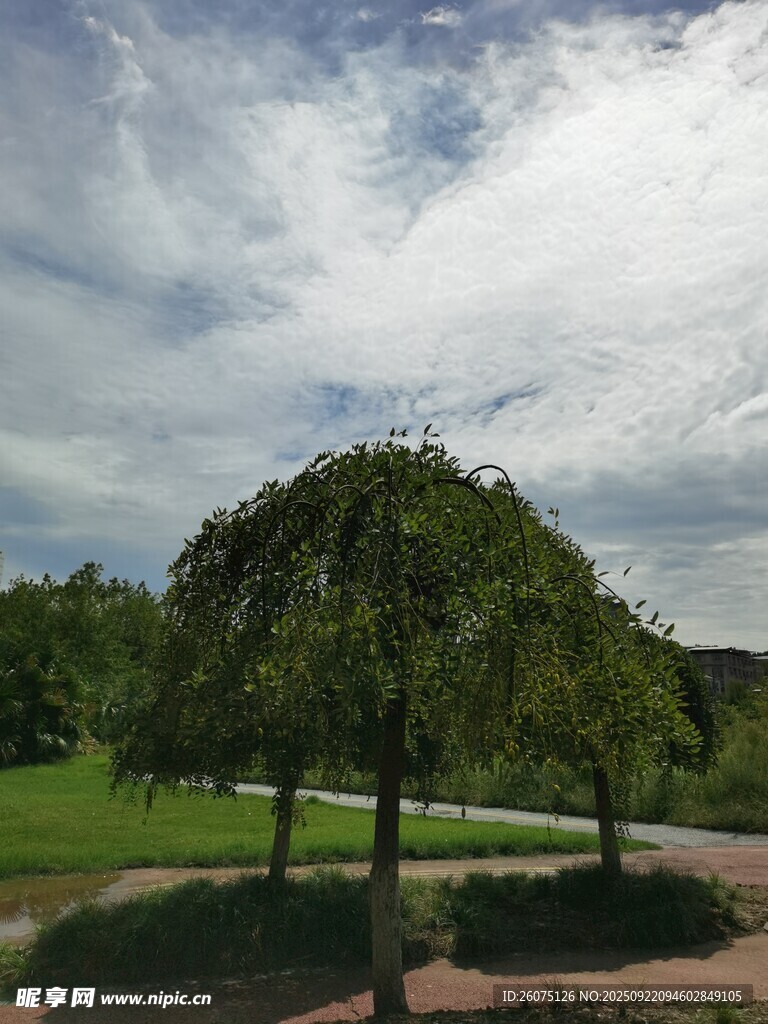 户外绿荫下的开阔风景