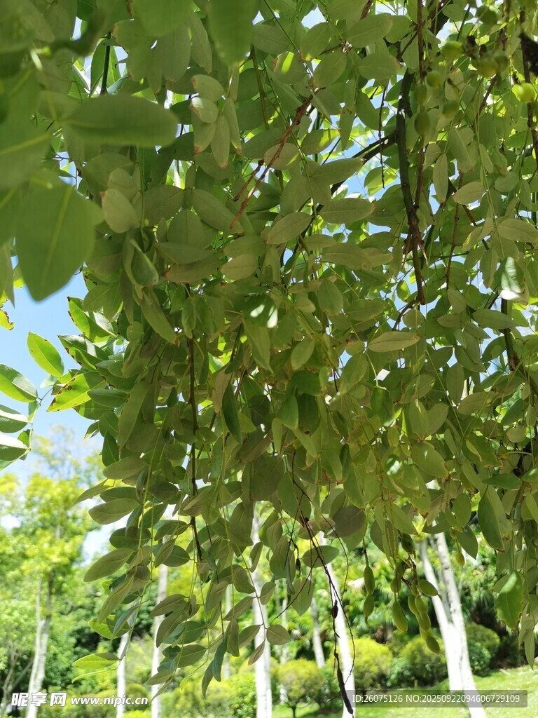 绿叶繁茂的树木景观