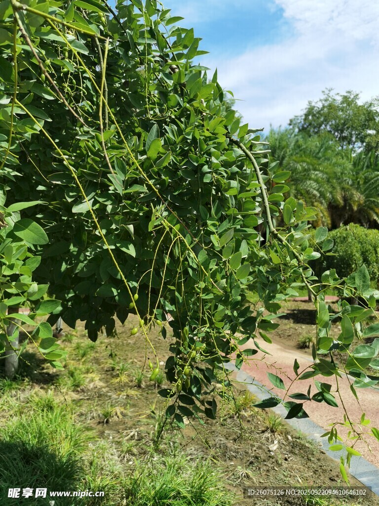 繁茂公园景象