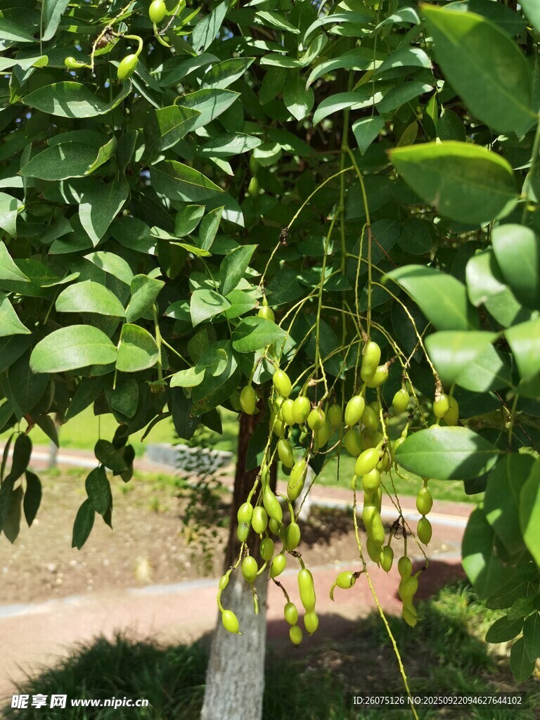 绿叶间的青果