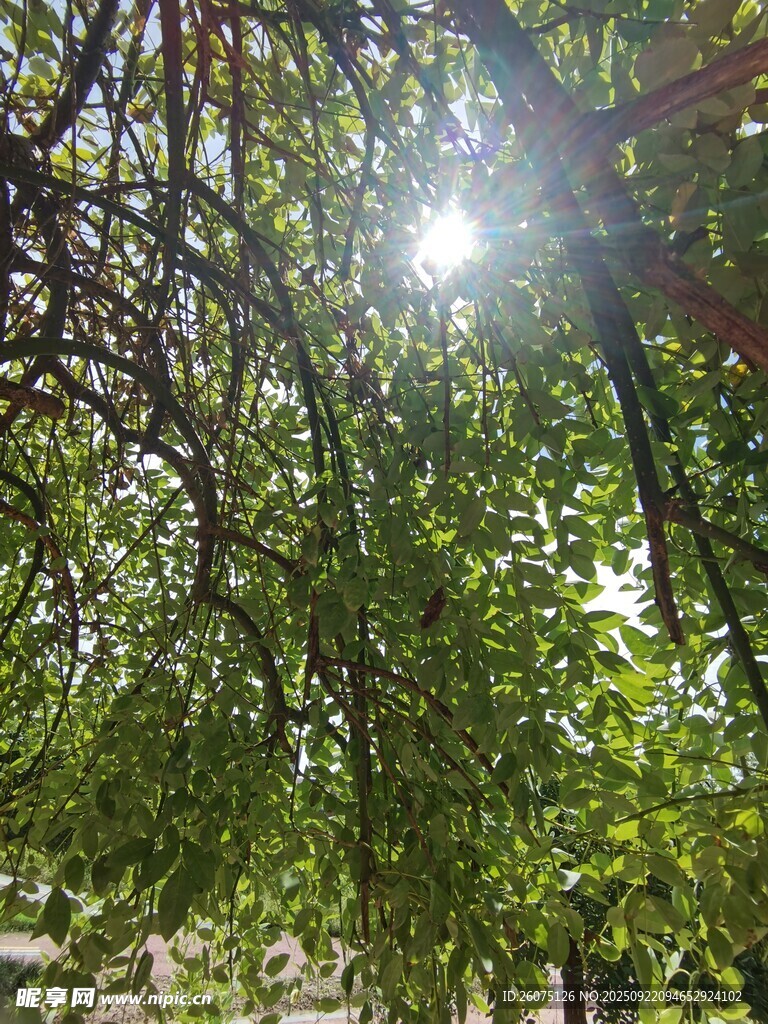 阳光透过枝叶洒下的美景