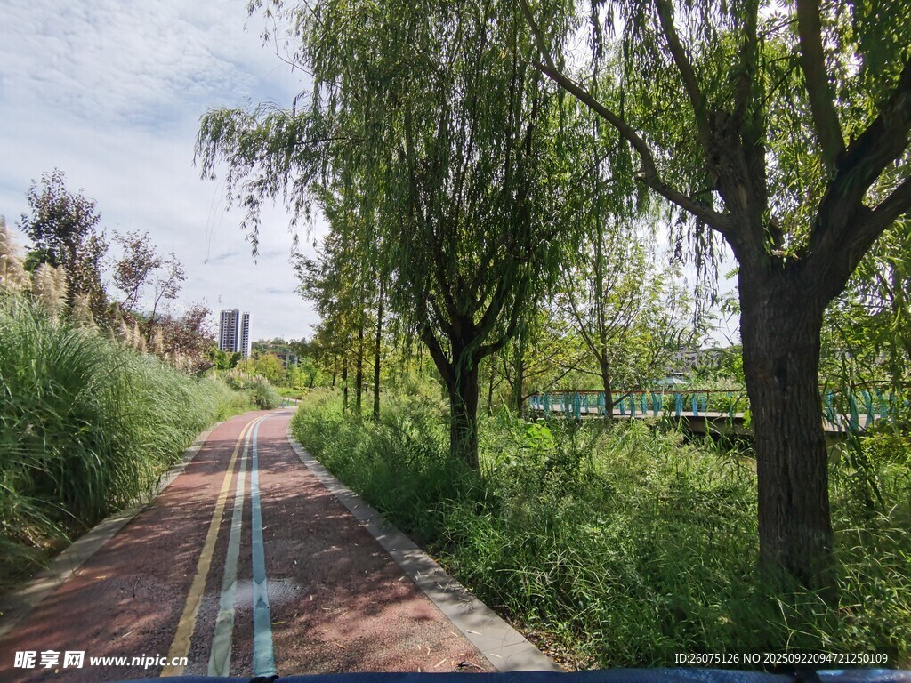 乡间林荫小道静谧美好
