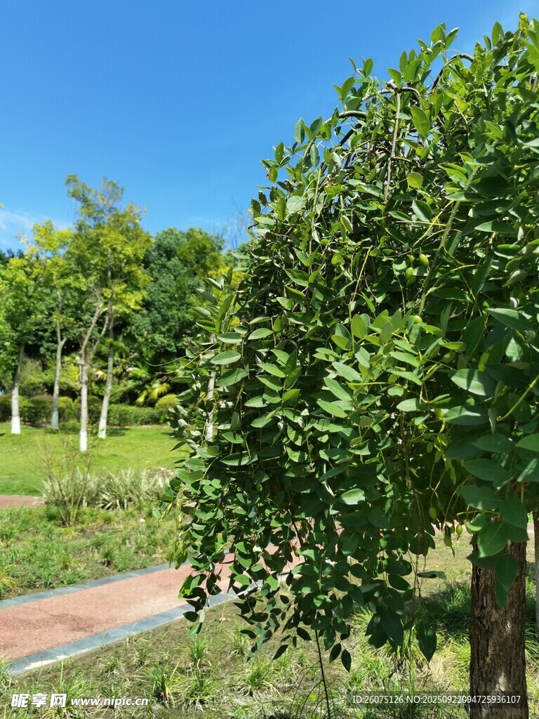 绿意盎然的户外树木景观