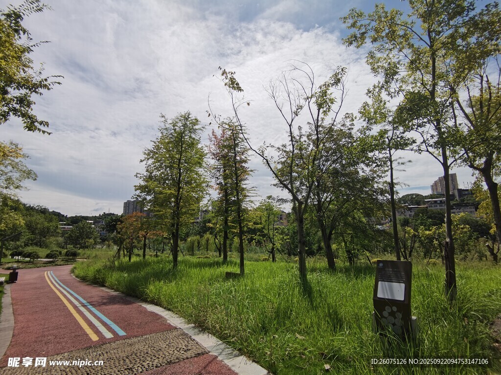 公园中的多彩步道与绿树
