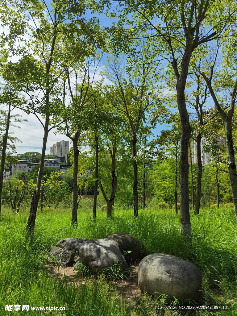 林间草地与巨石的自然景致