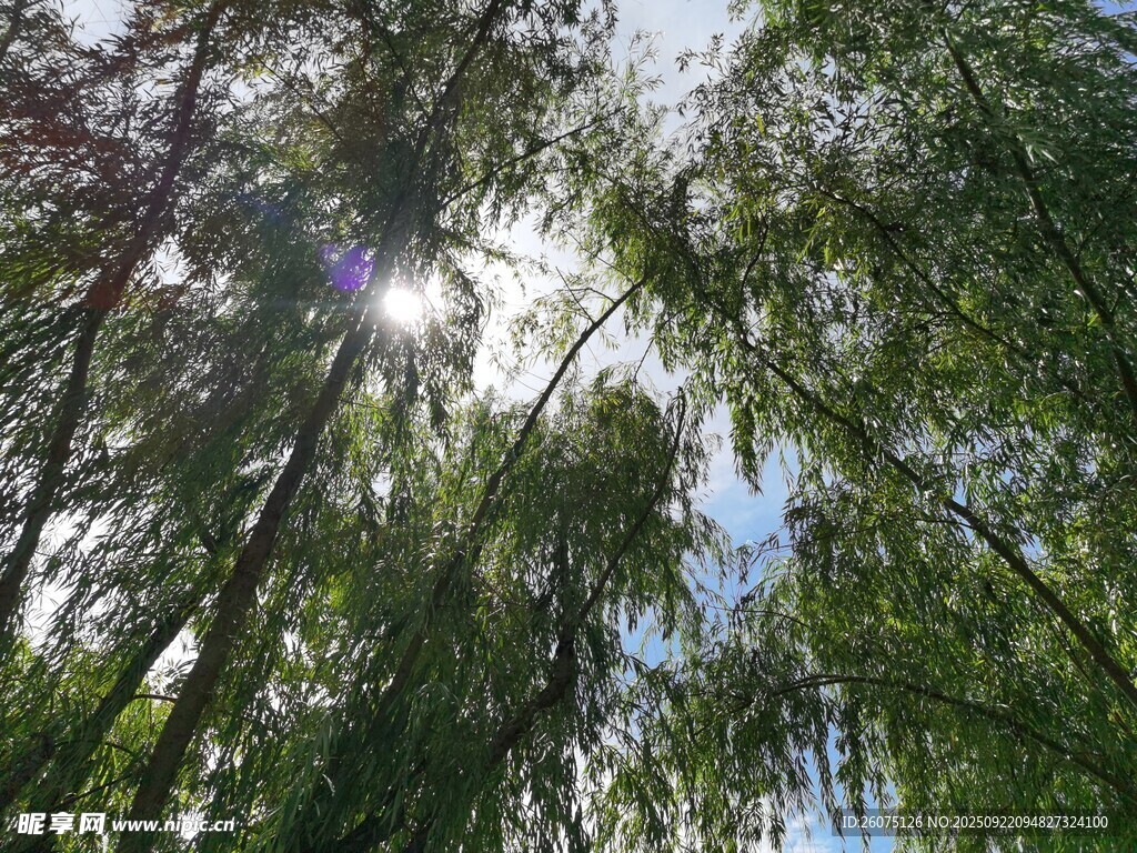 阳光穿透绿树的美好景象