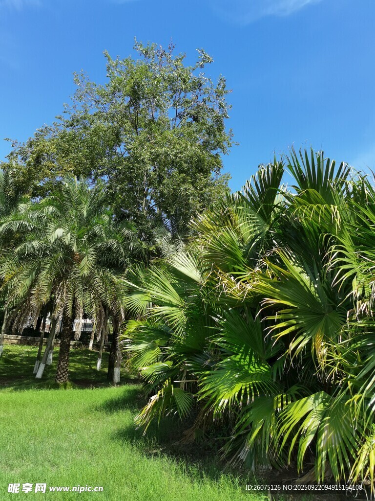 热带绿植景观
