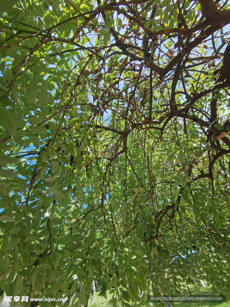 繁茂树枝下的绿意景致