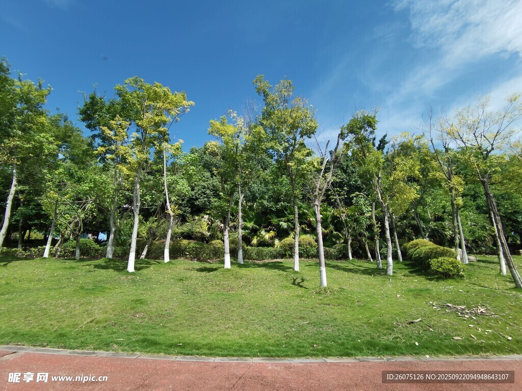 绿树成荫的户外风景