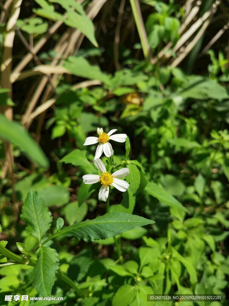 绿叶丛中的素雅白色小花