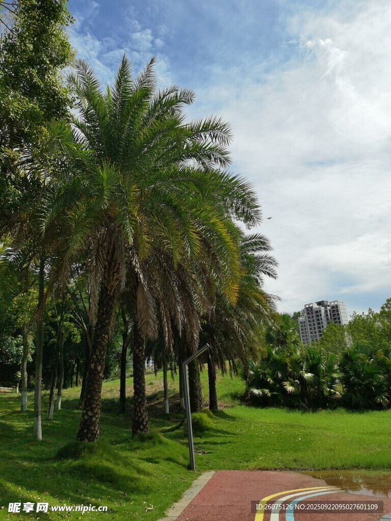 公园中的棕榈树与步道