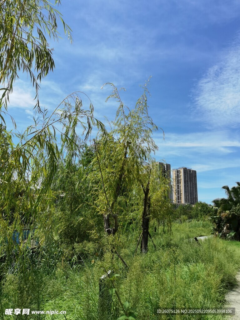 城市边的绿意盎然风景