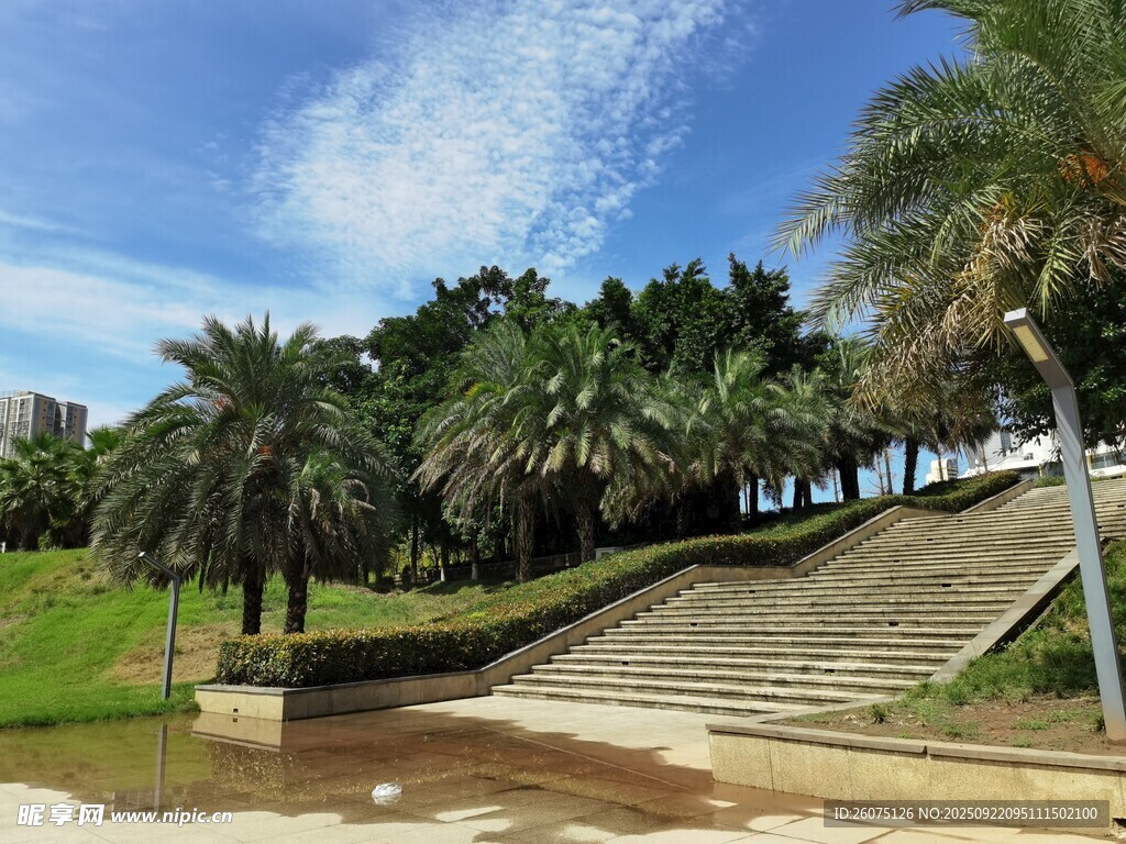 户外阶梯旁的葱郁棕榈树