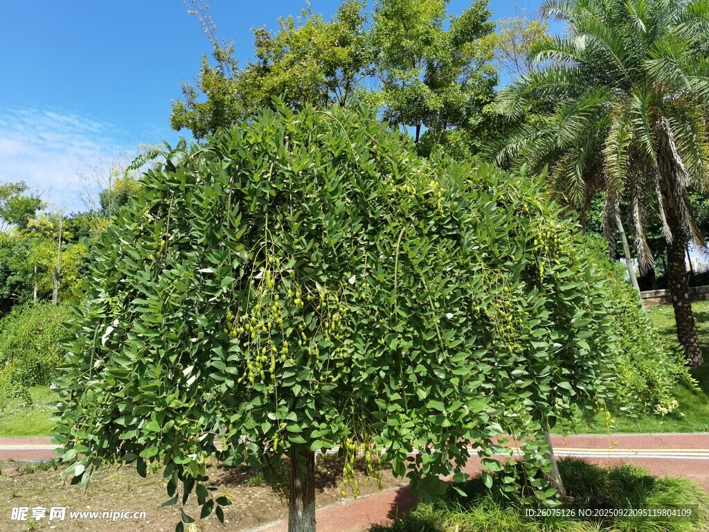 茂盛绿植景观