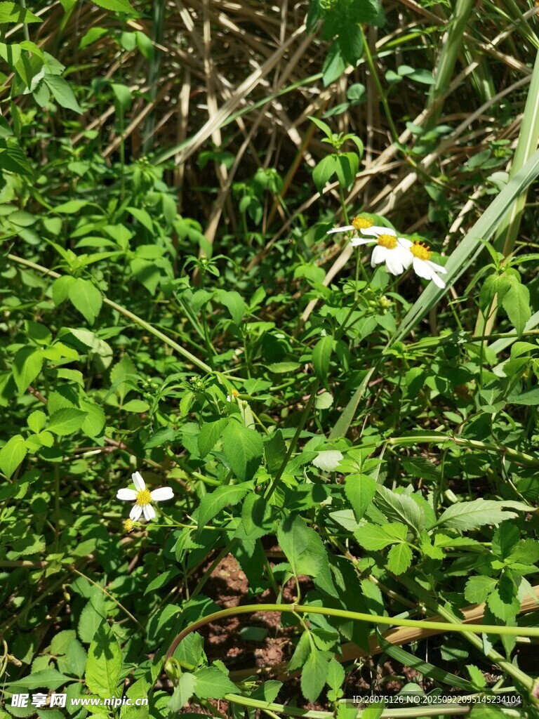 草丛中的白色小花