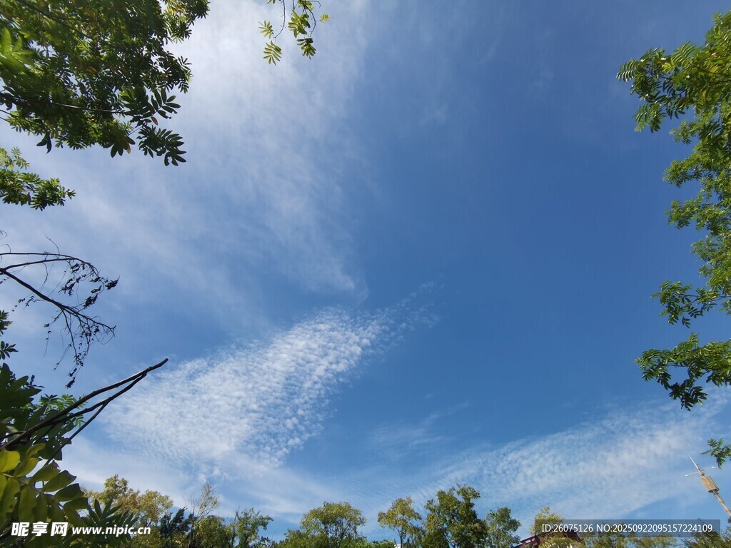 蓝天绿树间的清新景致