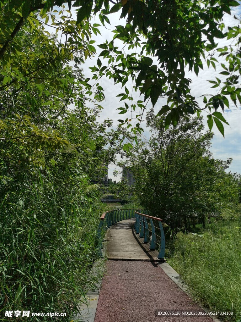 林间幽静步道