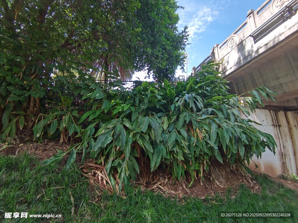 庭院绿植景观