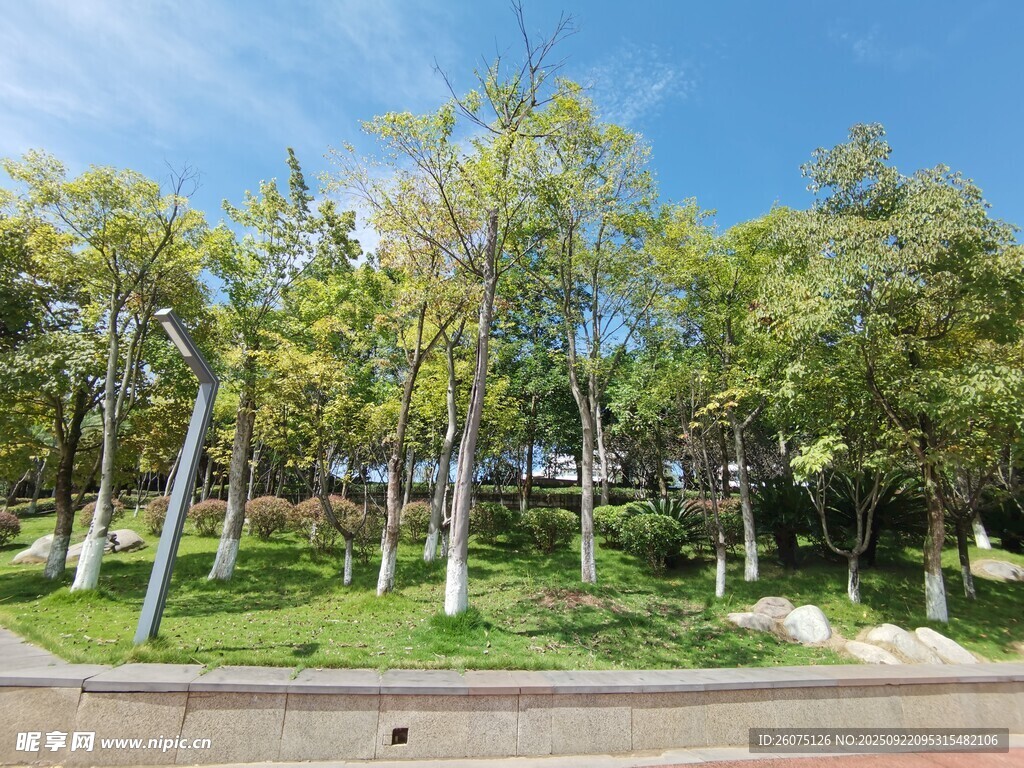 城市中的绿意盎然公园景观