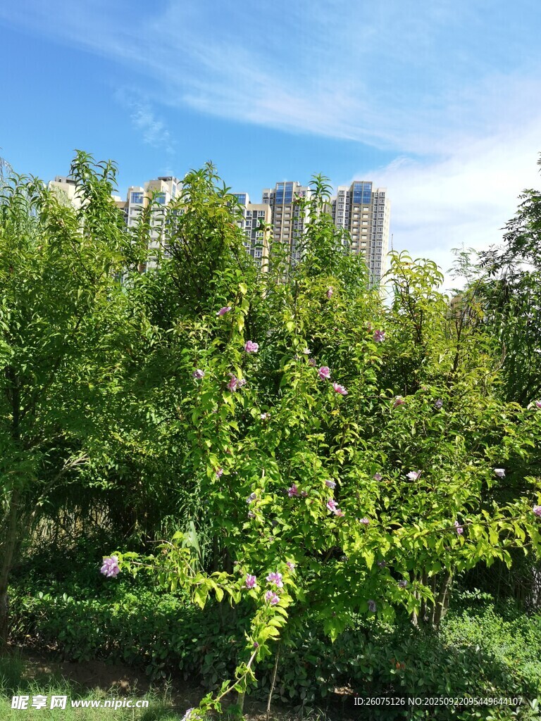 绿树掩映下的城市高楼