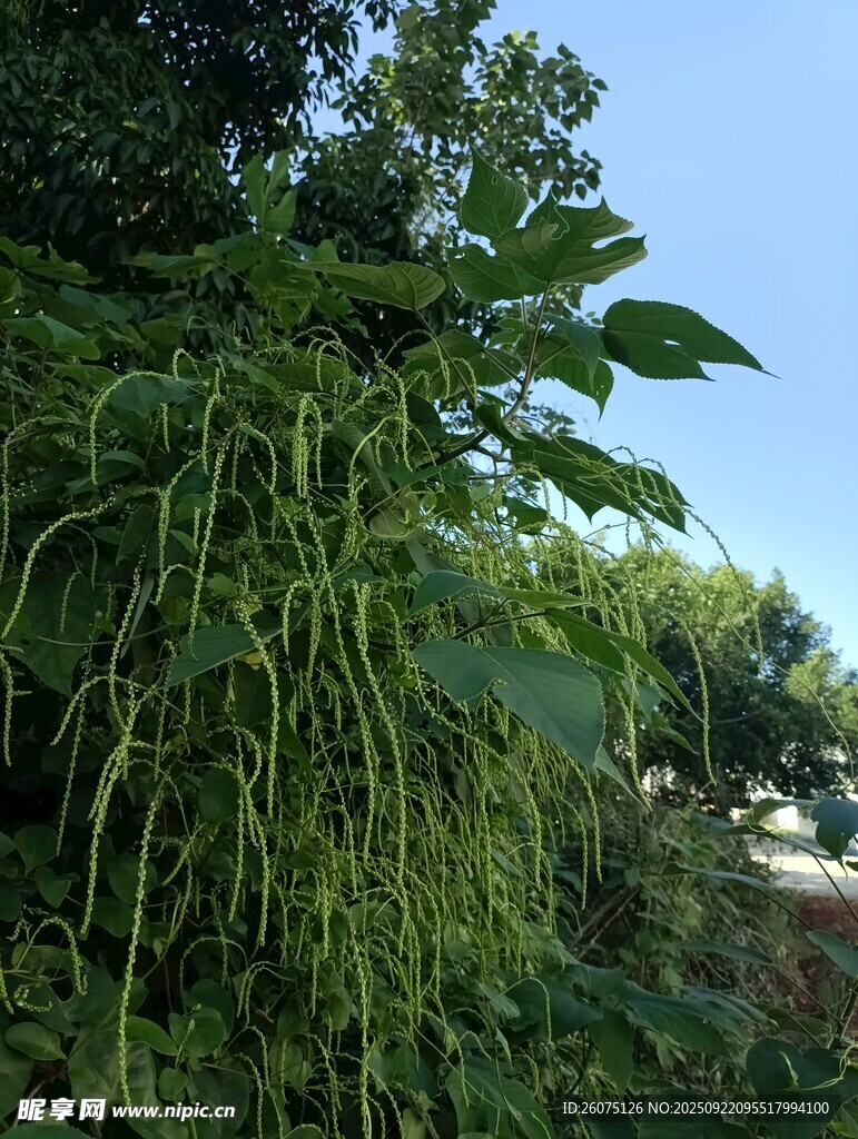 藤蔓植物垂挂绿意盎然