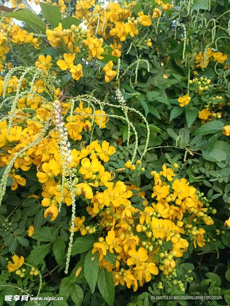 金黄灿烂的花朵绽放