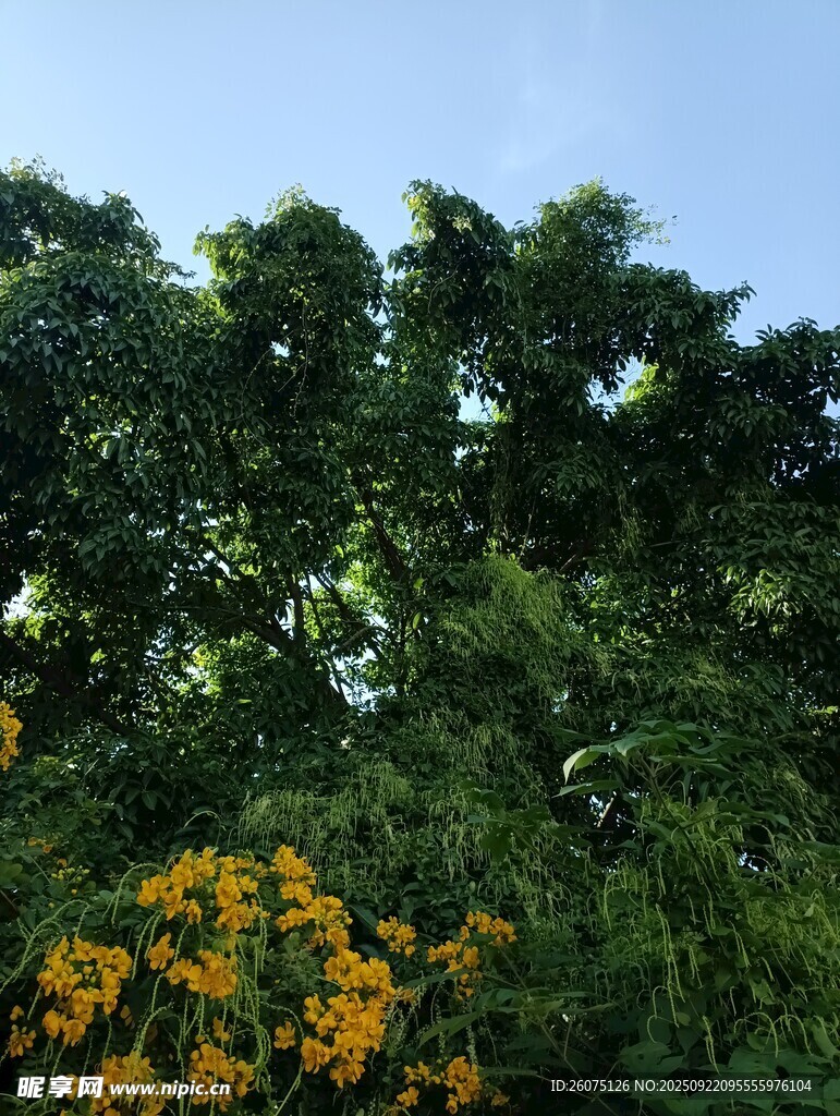 阳光下的繁花绿树