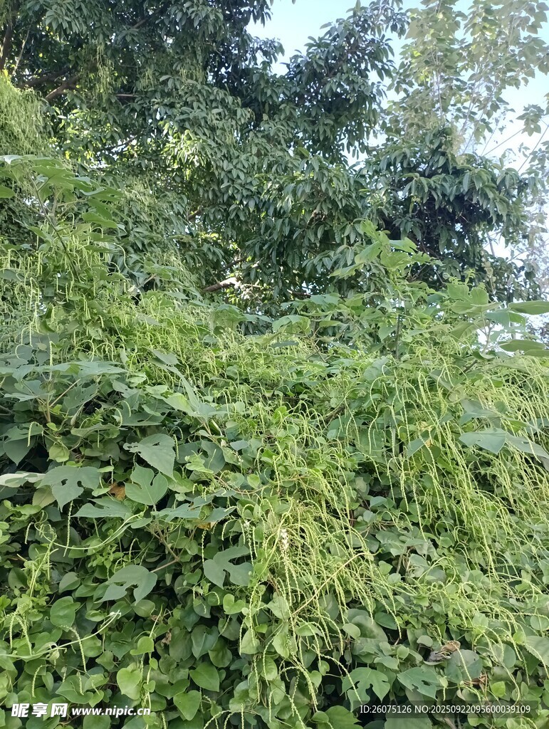 繁茂绿植景观