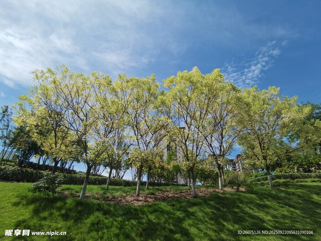 春日绿树成荫的美丽景致