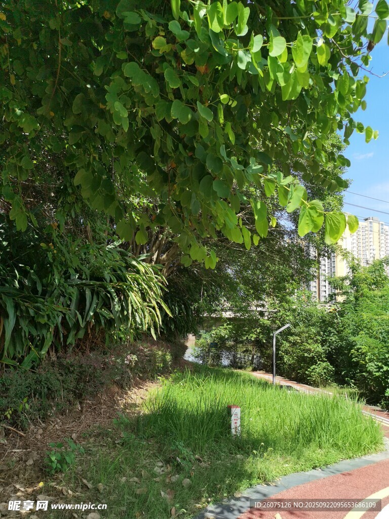 绿意盎然的户外小径