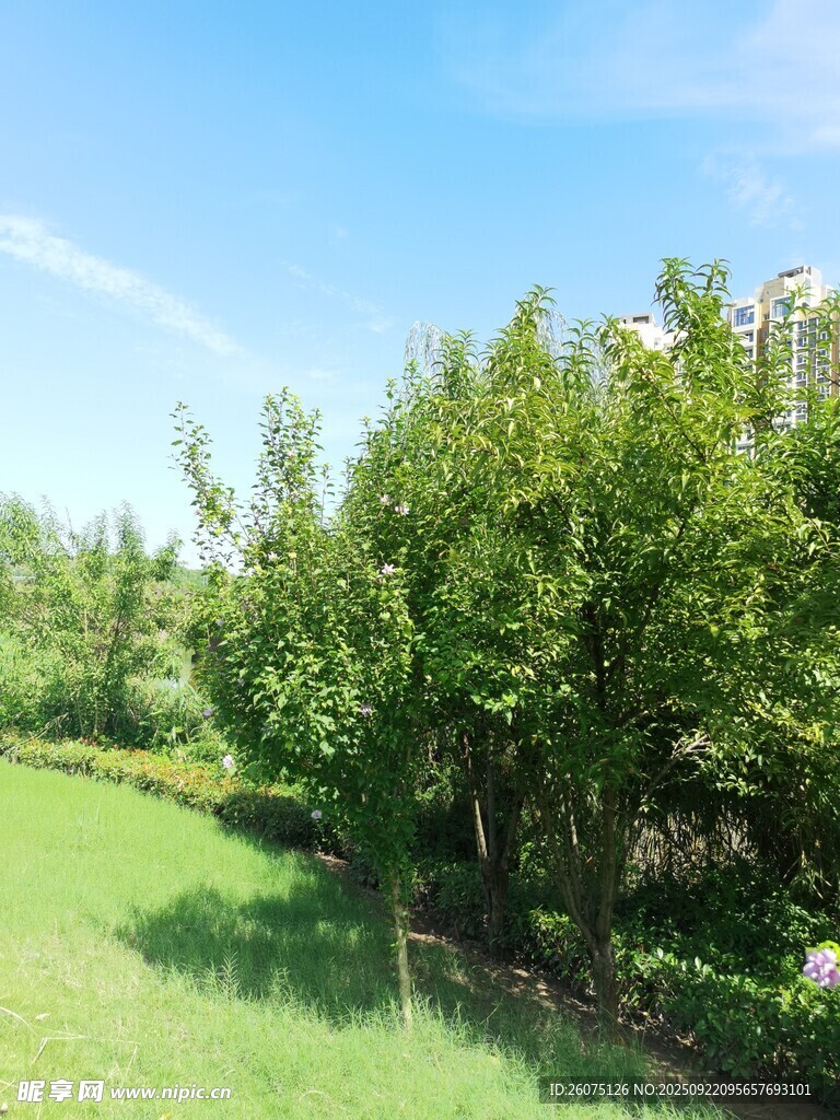 绿意盎然的草地与树林
