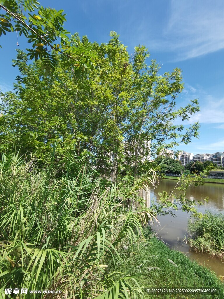 河畔绿树成荫的自然景致