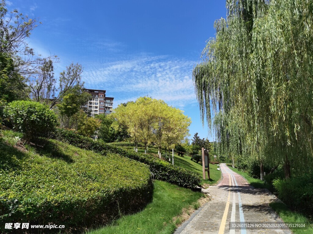 春日林荫小道美景