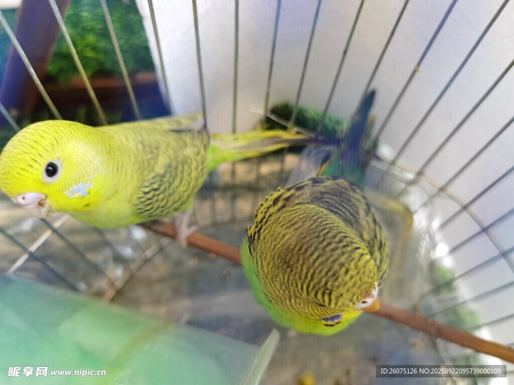 笼中可爱虎皮鹦鹉