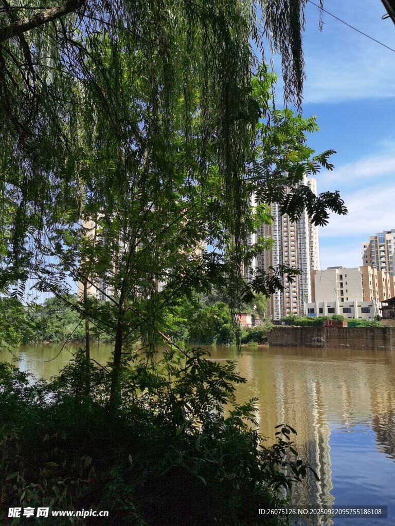 河畔垂柳映城市风光