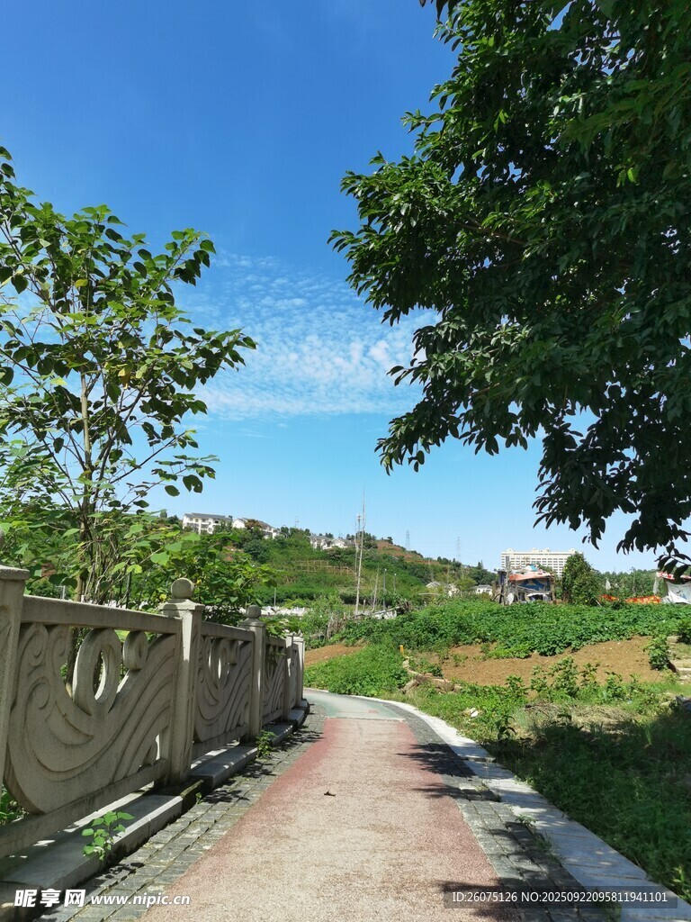 乡间小路旁的绿意景致
