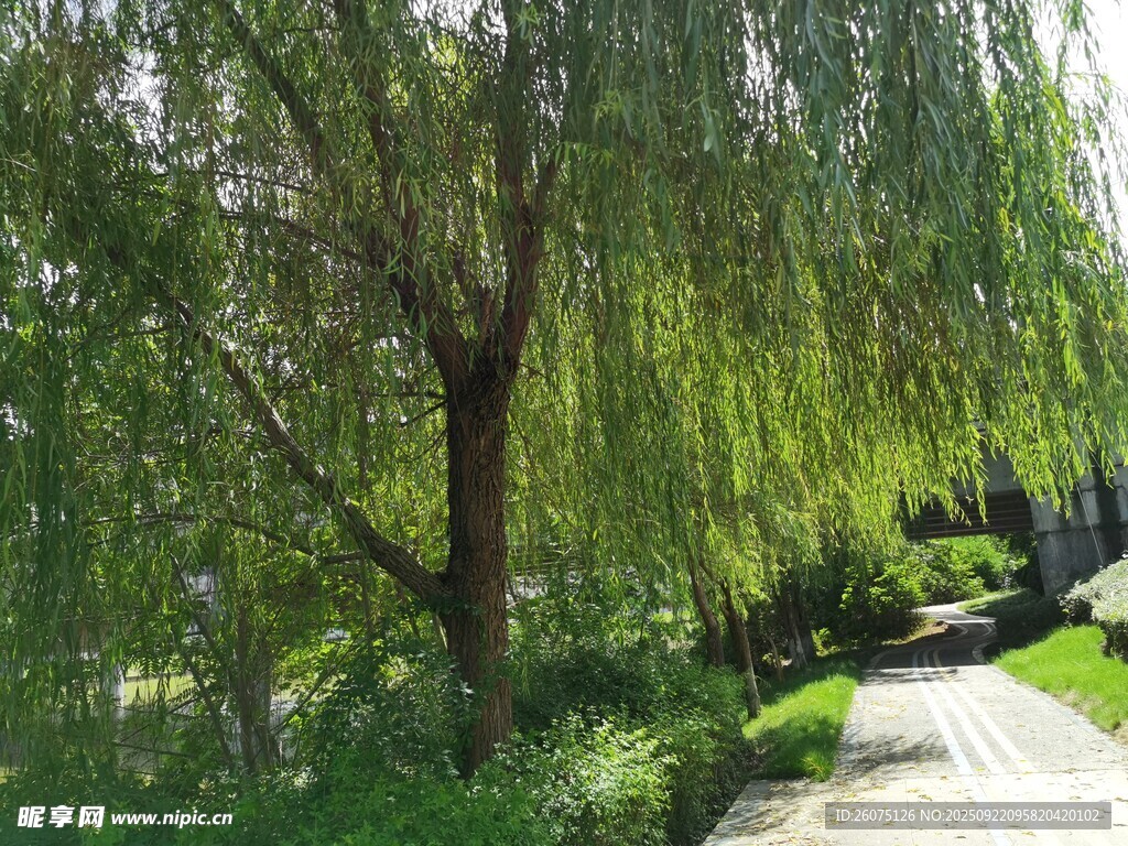 垂柳伴小径绿意盎然景