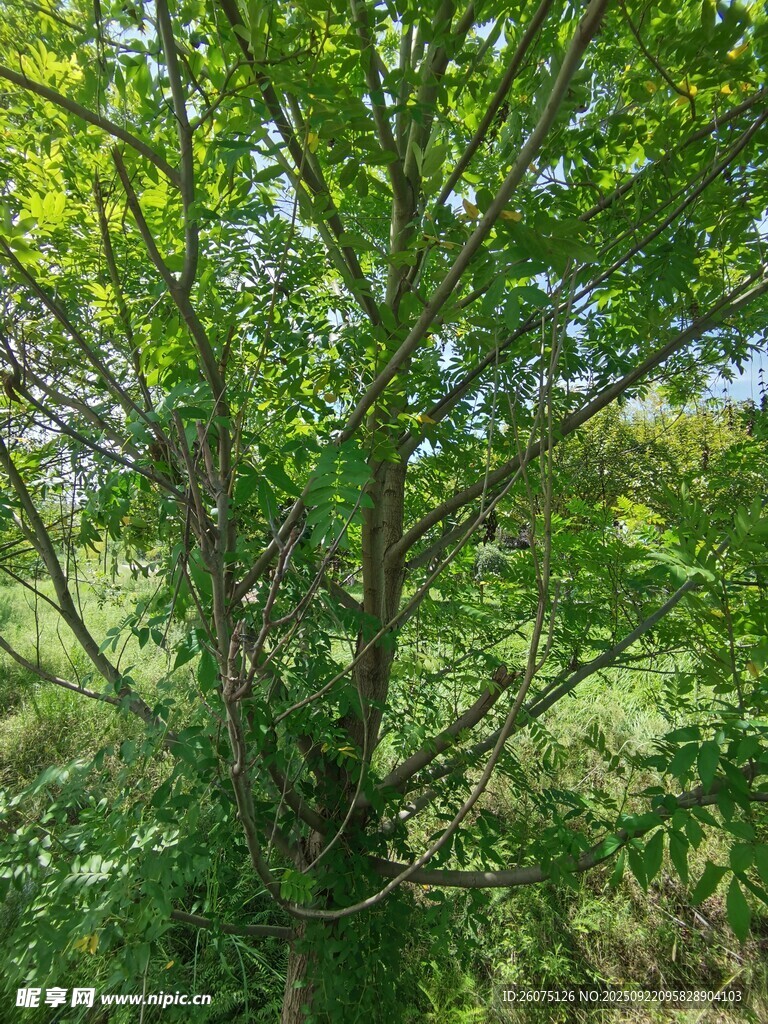 阳光下的繁茂绿树