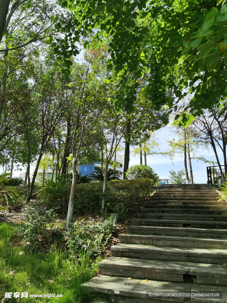 林间石阶自然静谧景致