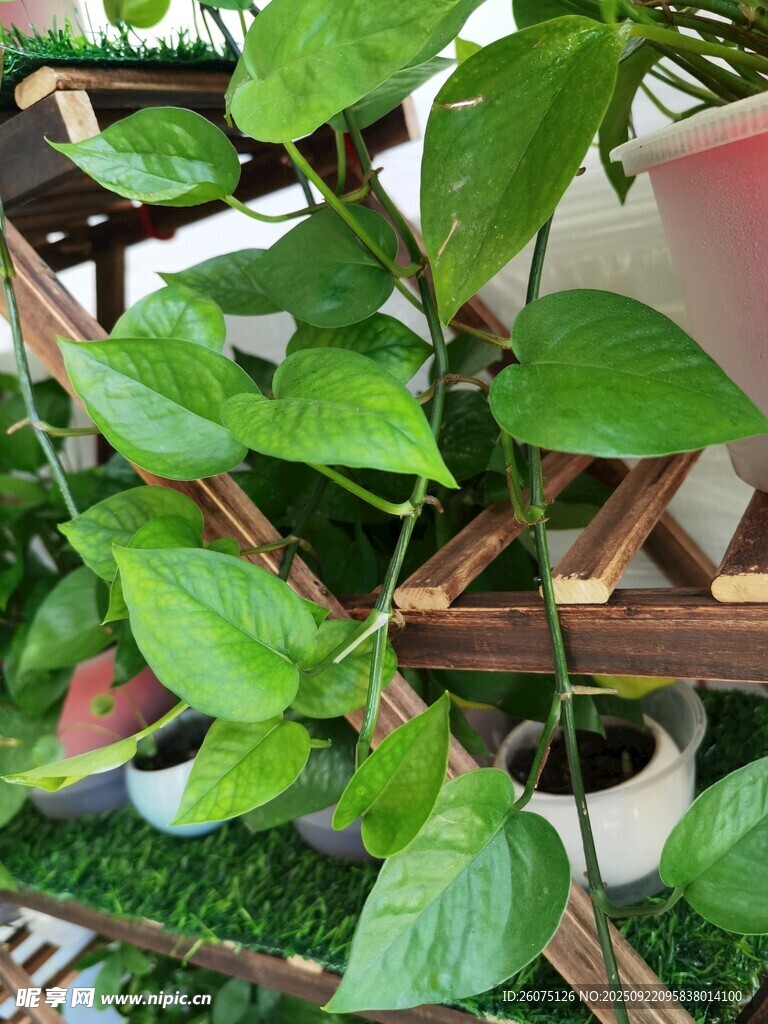 翠绿绿萝攀爬于木架间