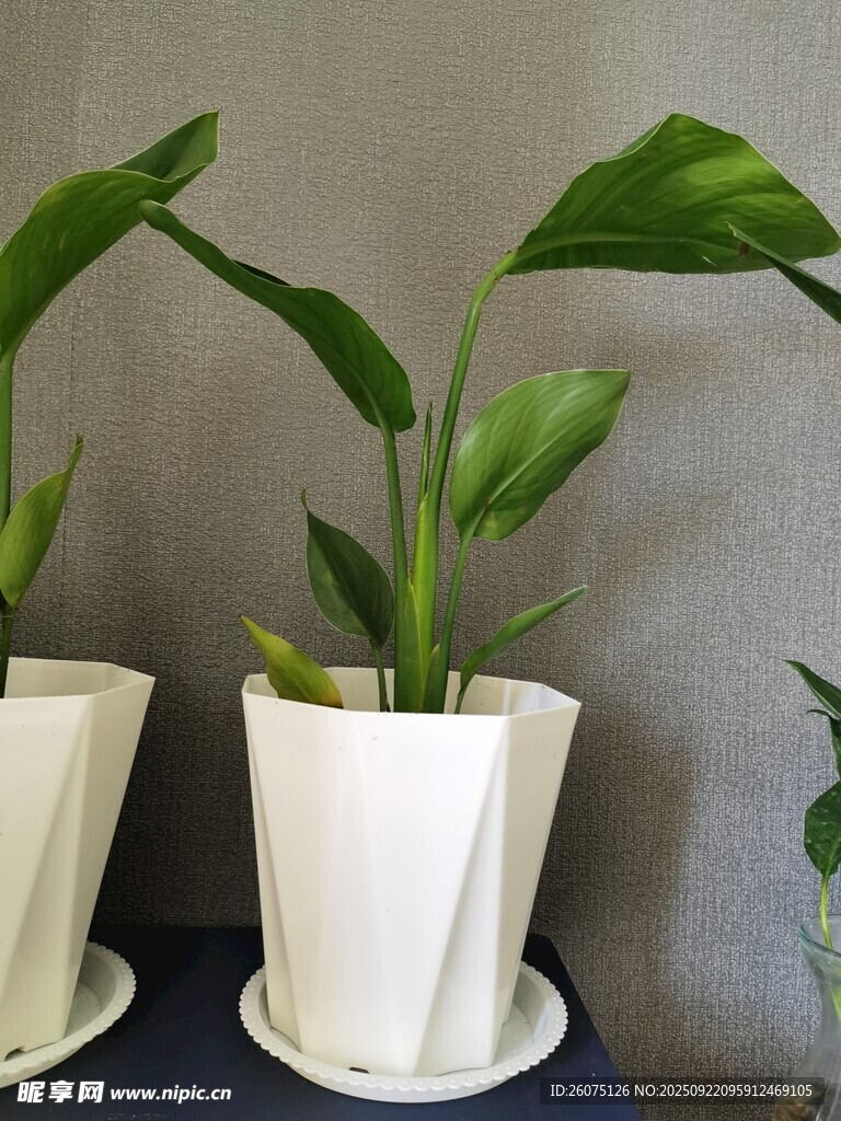 简约白色花盆中的绿植