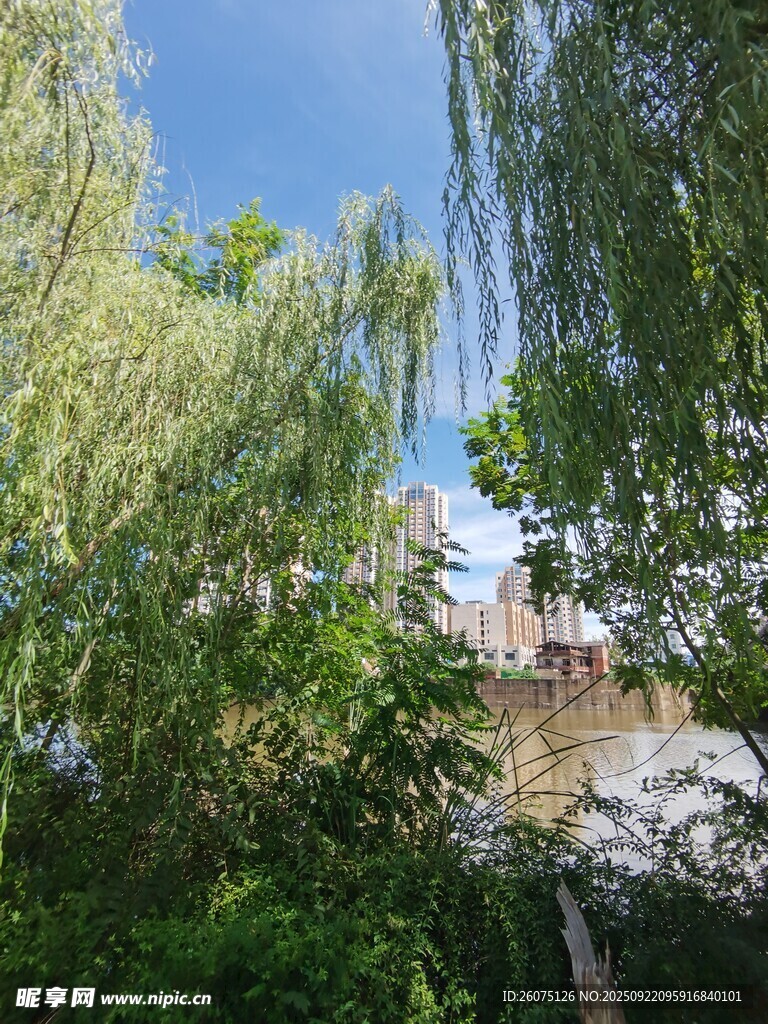 绿树成荫的自然景致