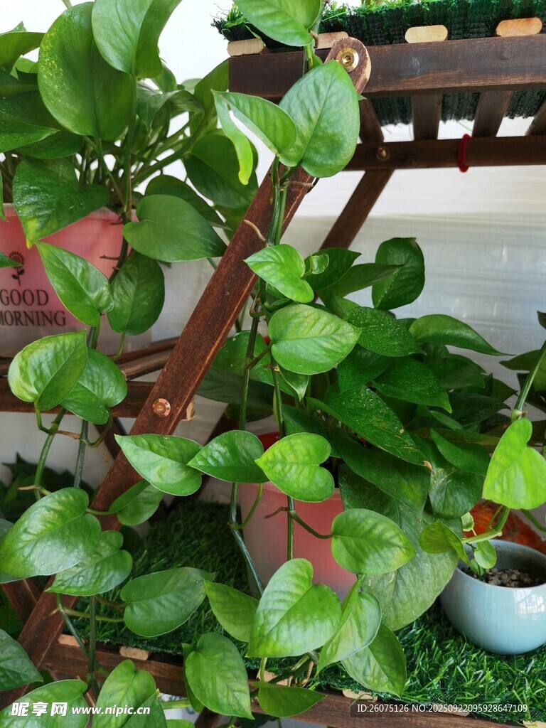 室内绿植架上的生机绿植